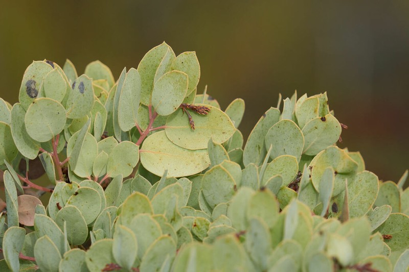 Arctostaphylos incognita photo 8