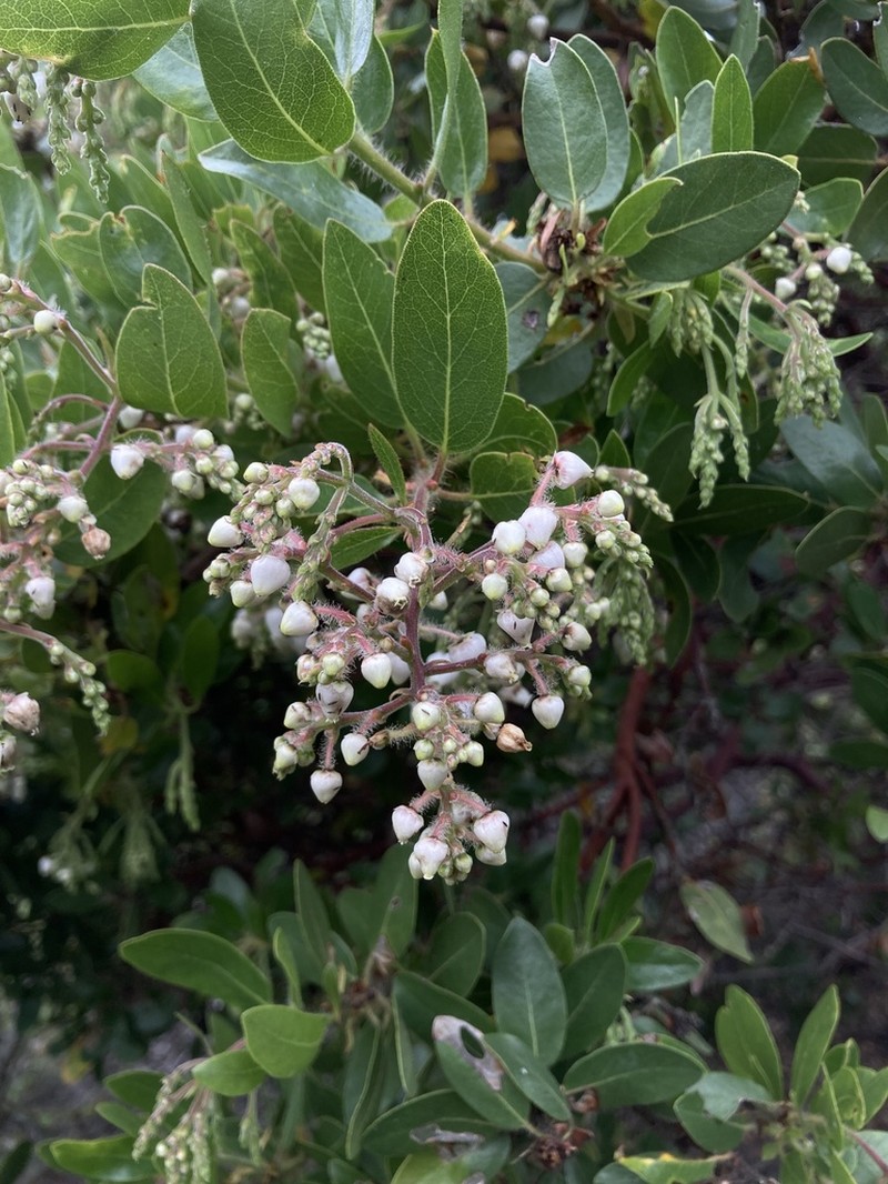 Island Manzanita photo 2