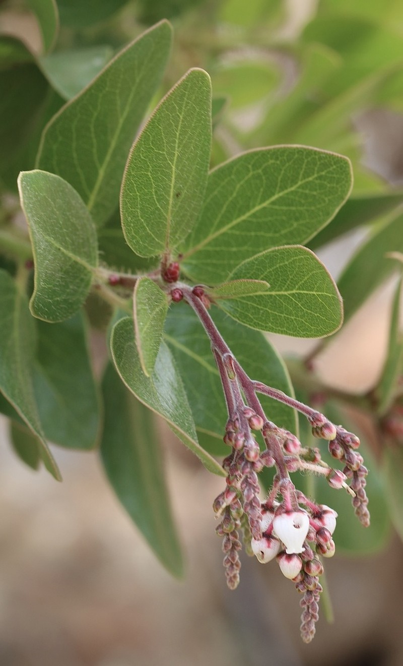 Island Manzanita photo 3