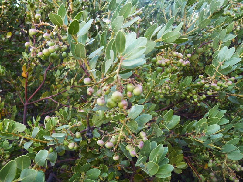 Island Manzanita photo 4