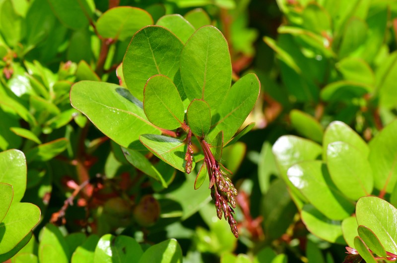 Island Manzanita photo 5