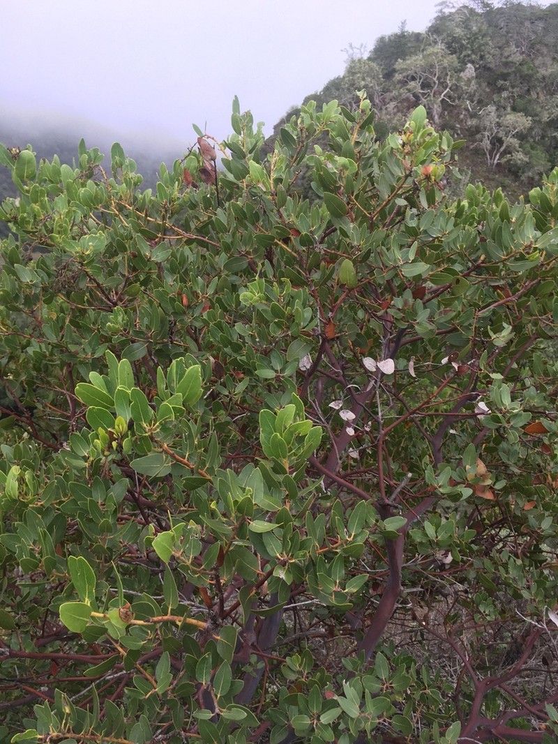 Island Manzanita photo 6