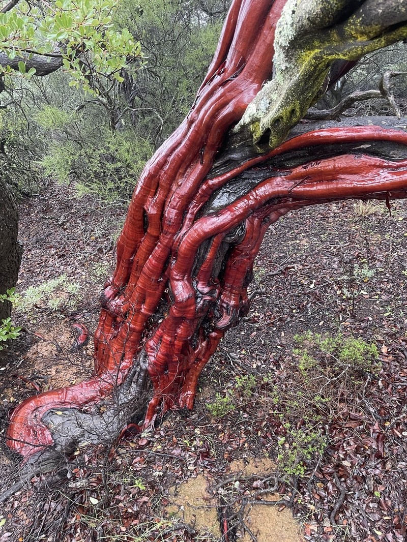 Island Manzanita photo 7