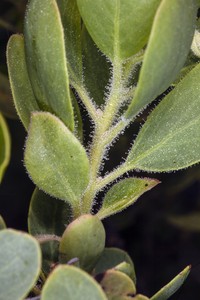 Klamath Manzanita