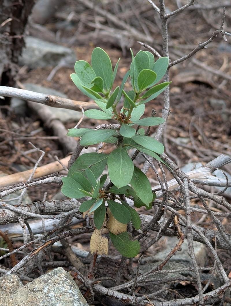 Klamath Manzanita photo 3