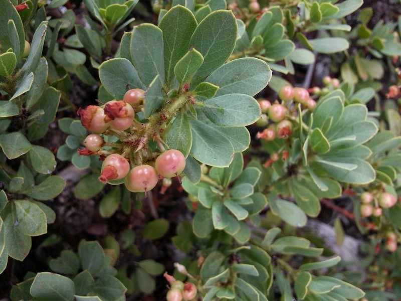 Klamath Manzanita photo 4