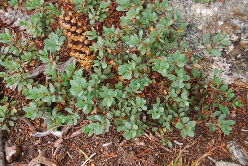 Klamath Manzanita photo 5