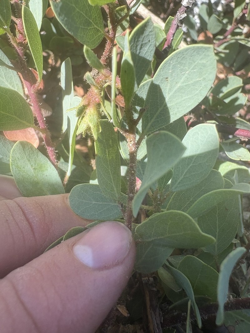 Klamath Manzanita photo 6