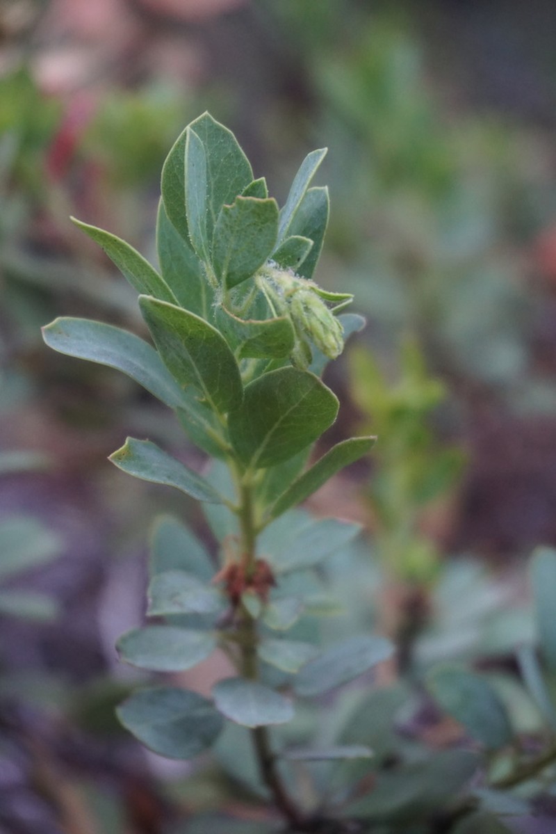 Klamath Manzanita photo 7