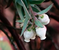 Santa Lucia Manzanita