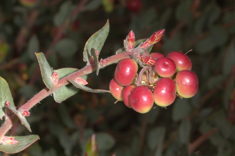 Santa Lucia Manzanita photo 2