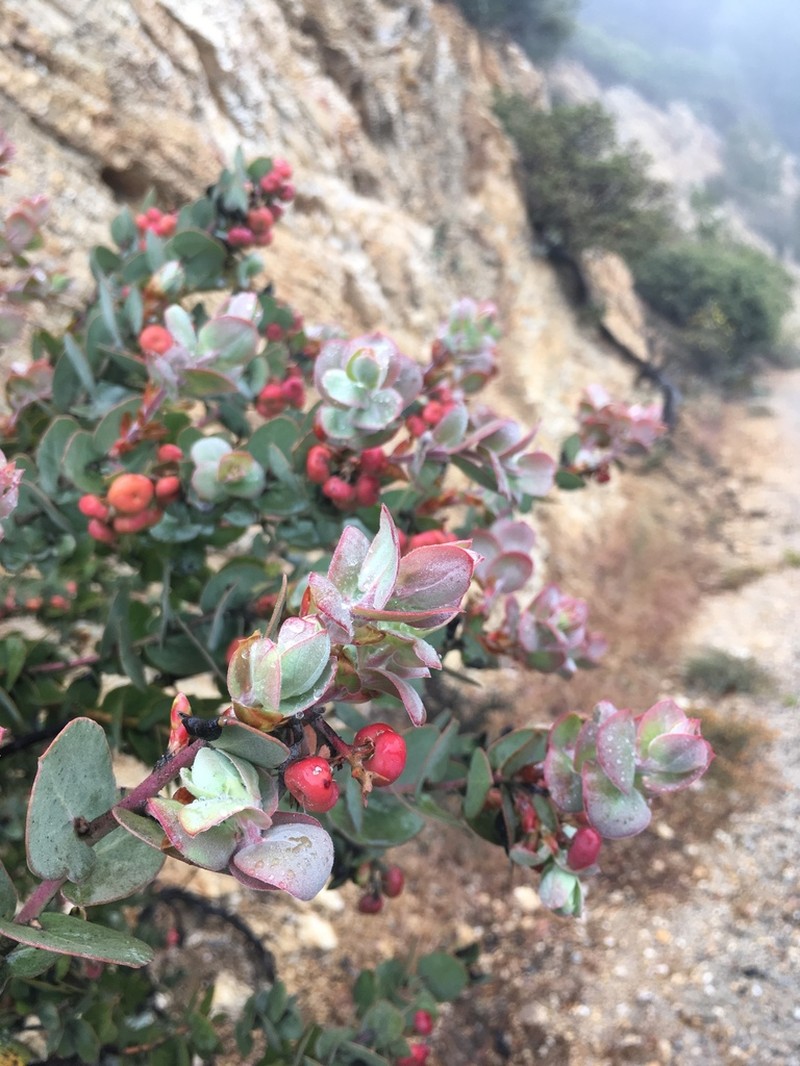 Santa Lucia Manzanita photo 3