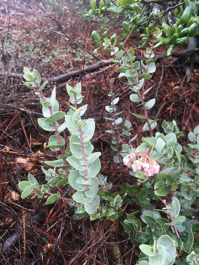 Santa Lucia Manzanita photo 4