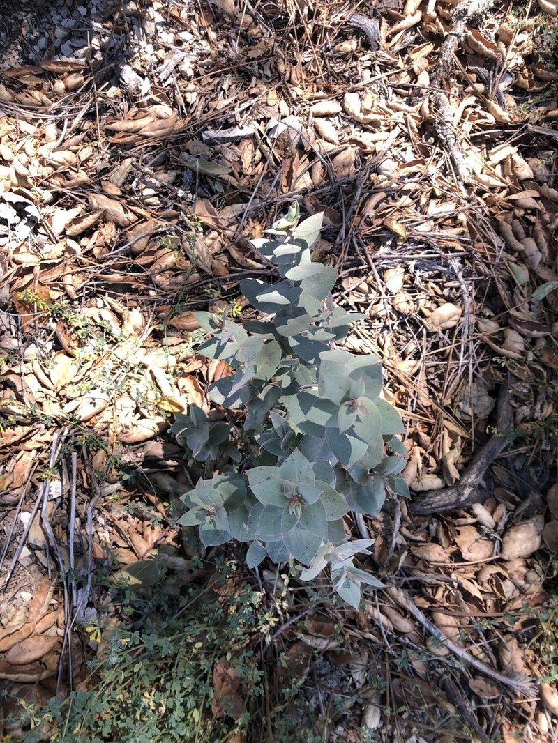 Santa Lucia Manzanita photo 5