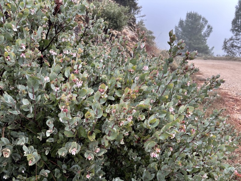 Santa Lucia Manzanita photo 6