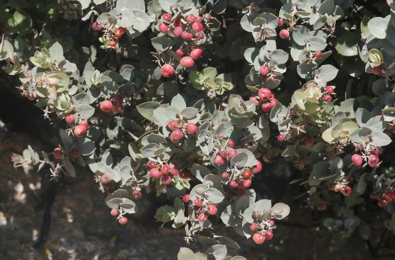 Santa Lucia Manzanita photo 8