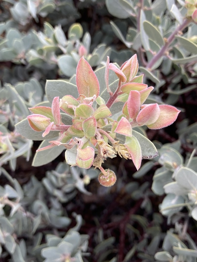 Mallory's Manzanita
