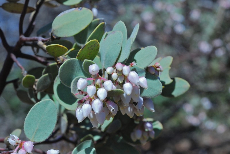 Mallory's Manzanita photo 2