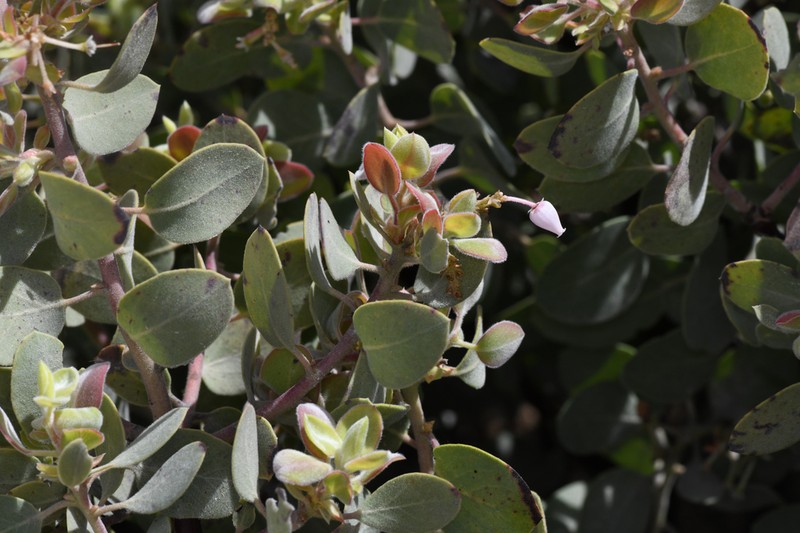 Mallory's Manzanita photo 3