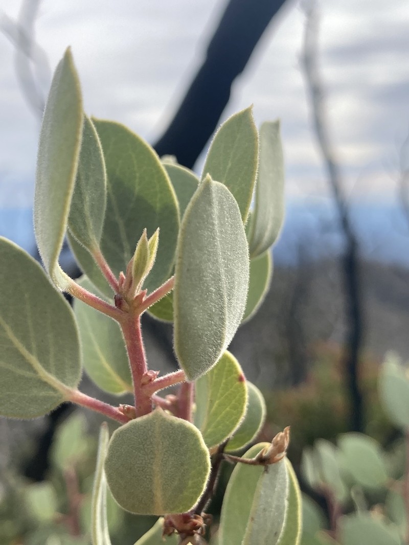 Mallory's Manzanita photo 4