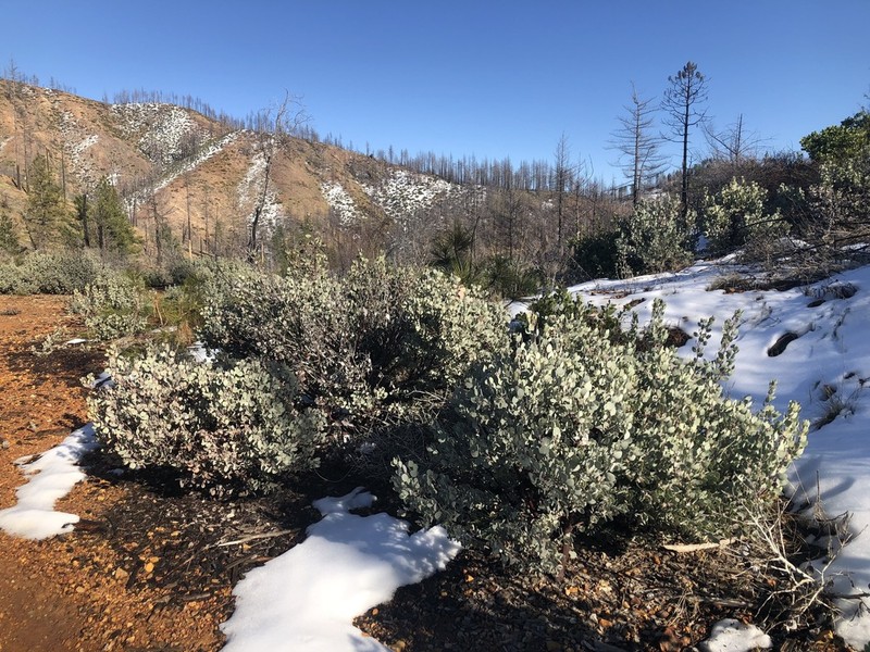 Mallory's Manzanita photo 5