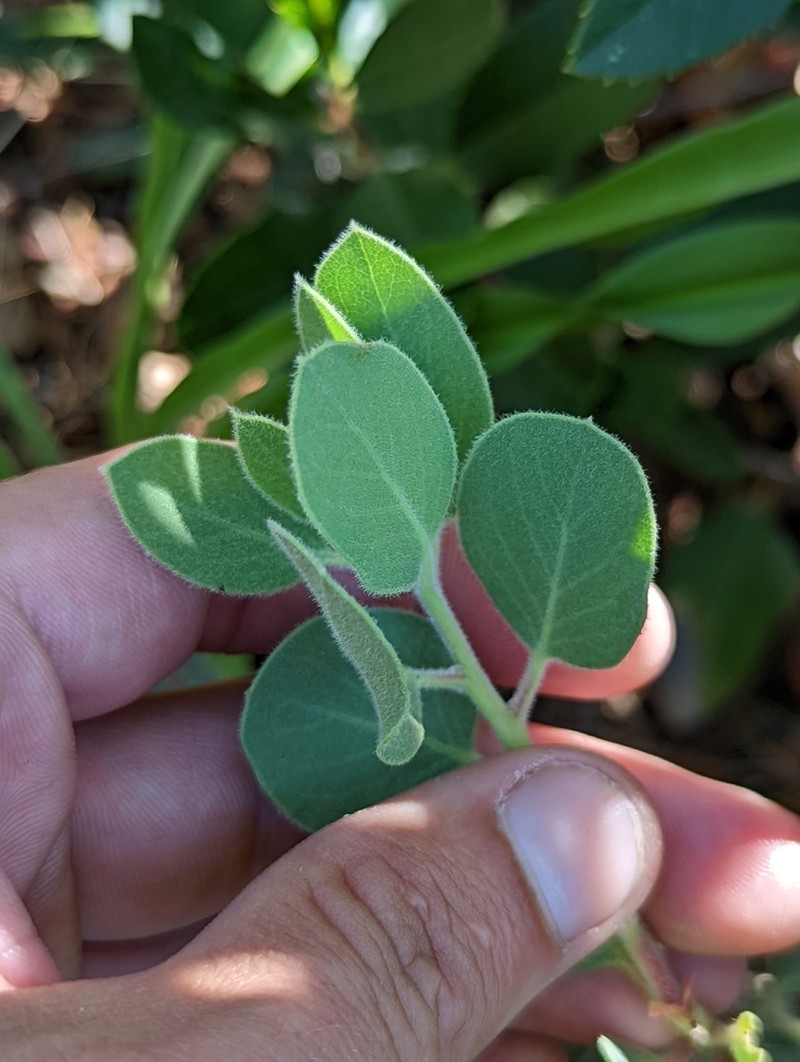 Mallory's Manzanita photo 6