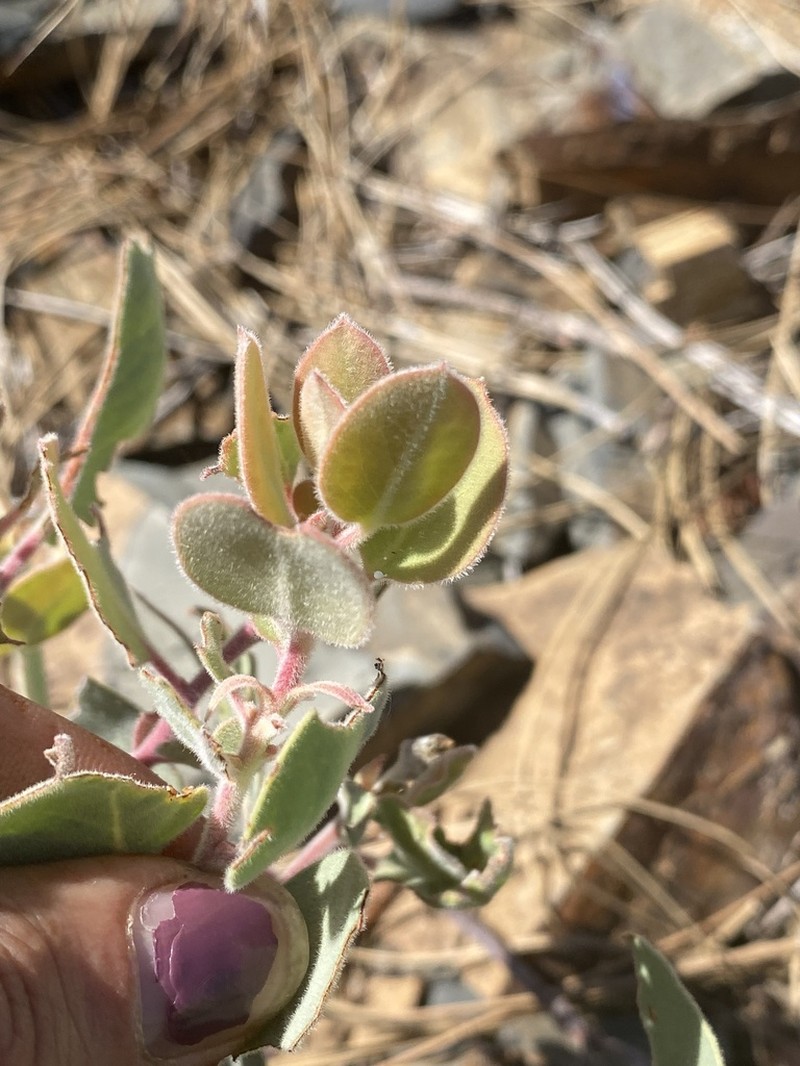 Mallory's Manzanita photo 7