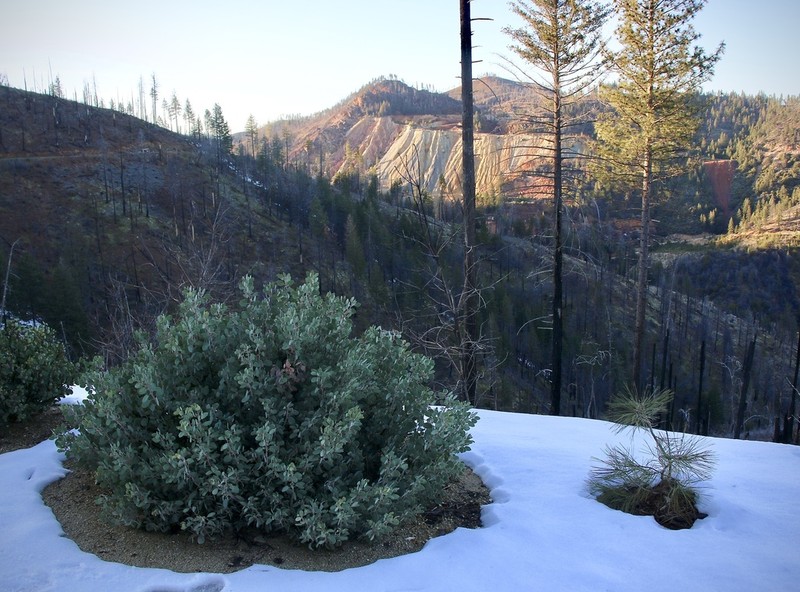 Mallory's Manzanita photo 8