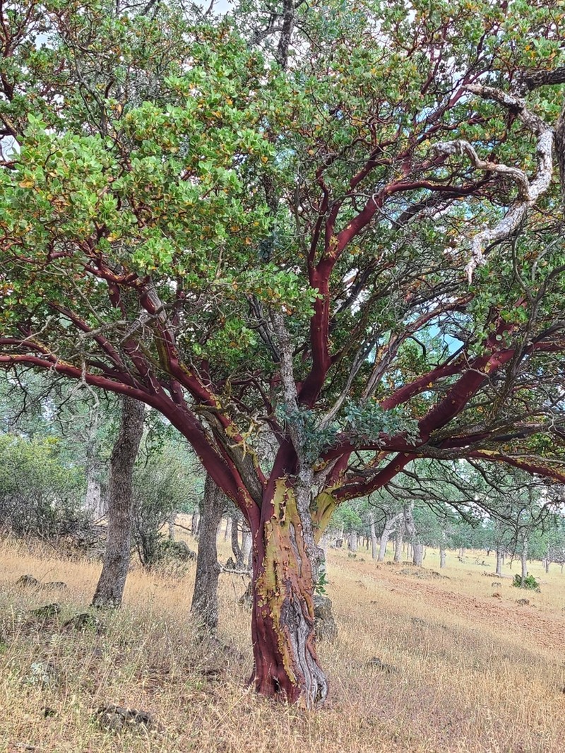 whiteleaf manzanita photo 2