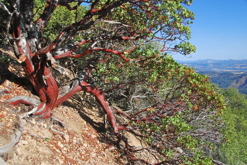 whiteleaf manzanita photo 3