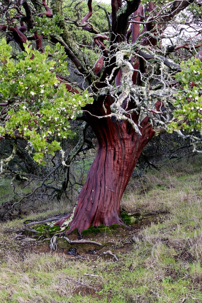 whiteleaf manzanita photo 4
