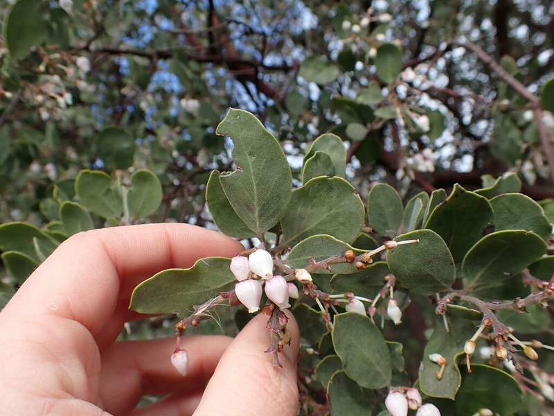 whiteleaf manzanita photo 5
