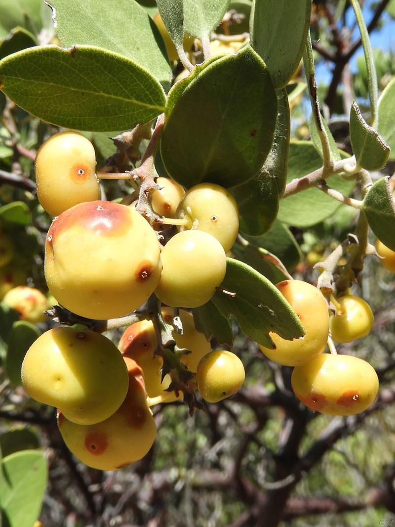 whiteleaf manzanita photo 6