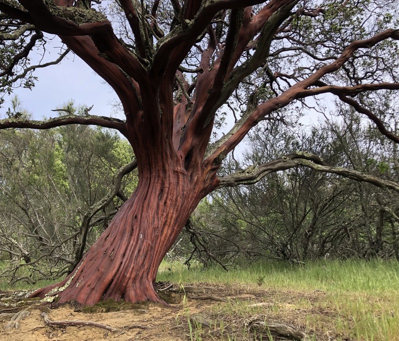 whiteleaf manzanita photo 7