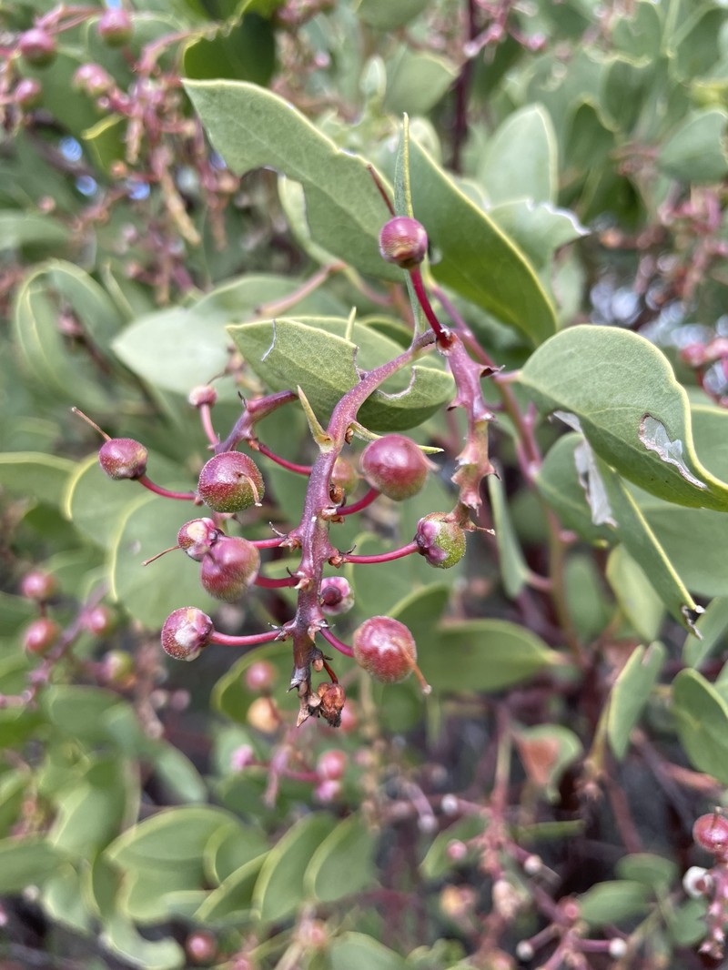 Arctostaphylos manzanita subsp. elegans