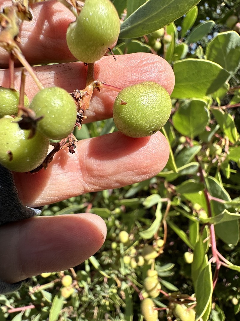 Arctostaphylos manzanita subsp. elegans photo 2