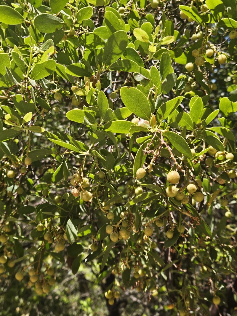 Arctostaphylos manzanita subsp. elegans photo 3