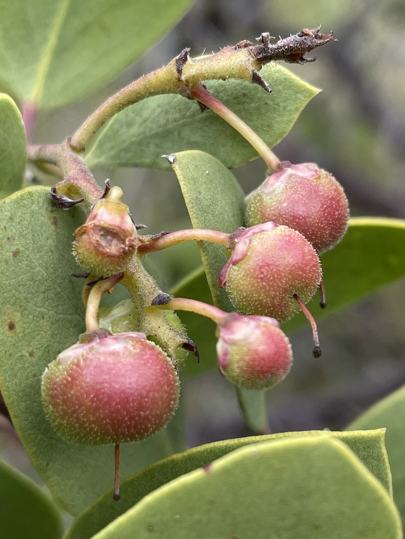 Arctostaphylos manzanita subsp. elegans photo 4