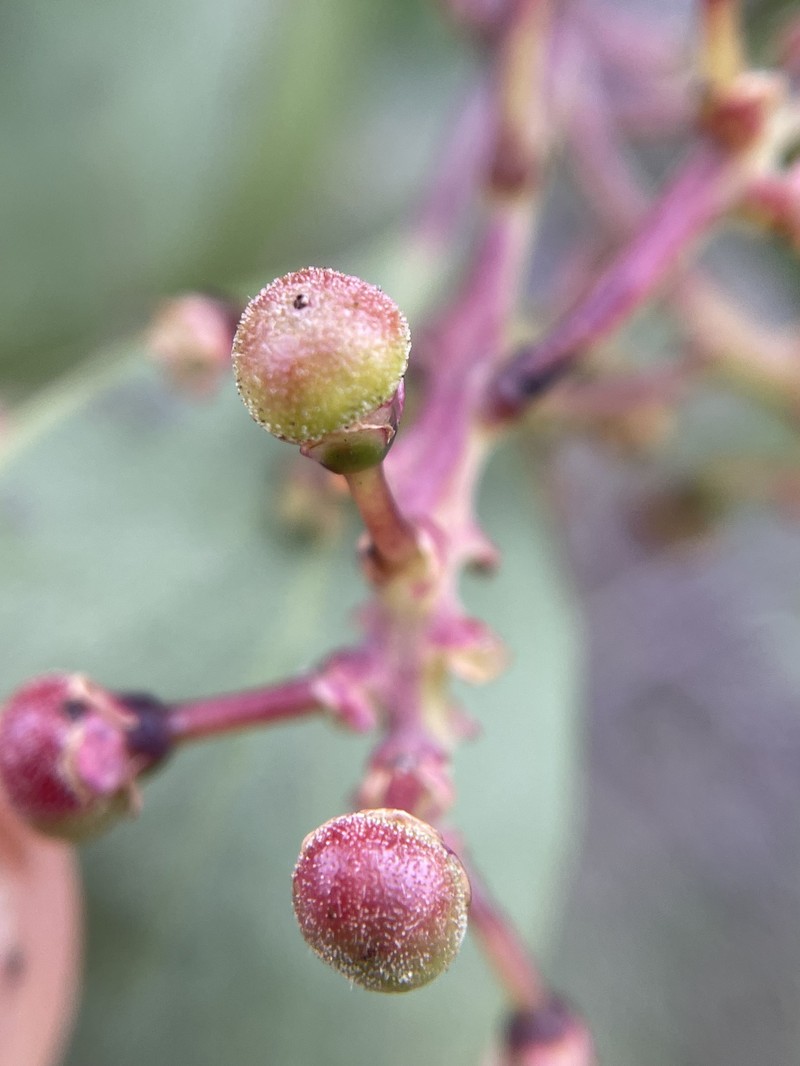 Arctostaphylos manzanita subsp. elegans photo 5