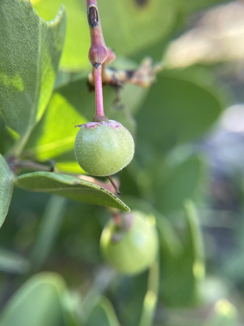 Arctostaphylos manzanita subsp. elegans photo 6