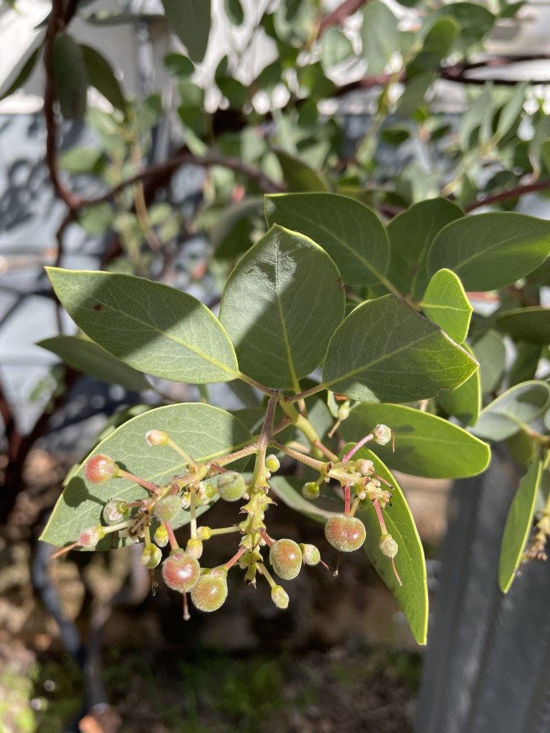 Arctostaphylos manzanita subsp. elegans photo 7