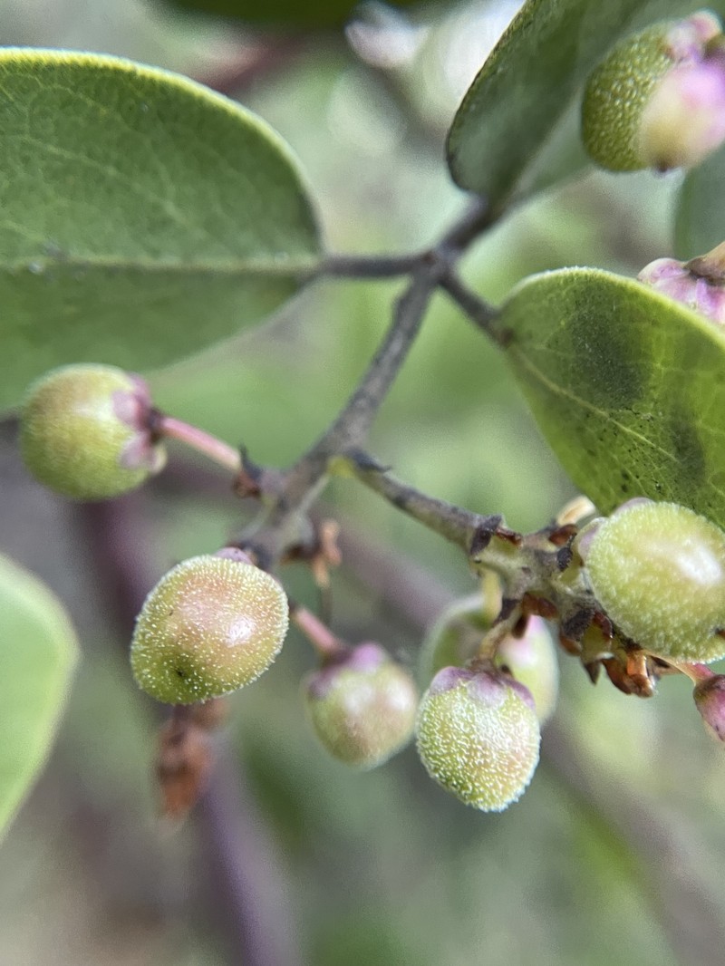 Arctostaphylos manzanita subsp. elegans photo 8
