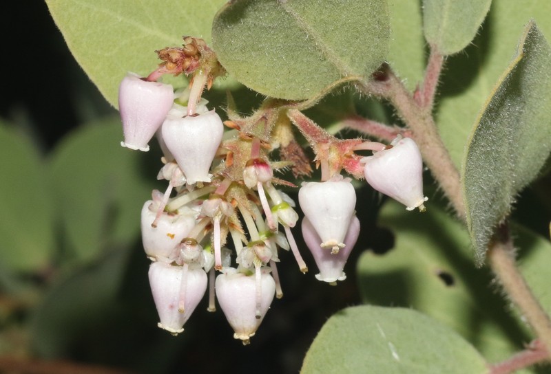 Arctostaphylos manzanita subsp. glaucescens