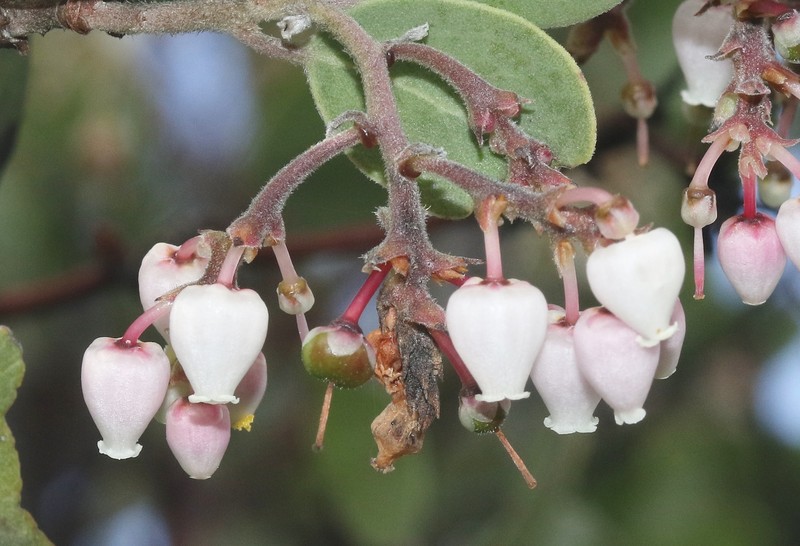 Arctostaphylos manzanita subsp. glaucescens photo 2
