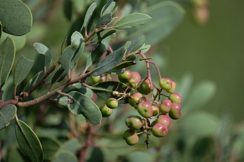 Arctostaphylos manzanita subsp. glaucescens photo 3