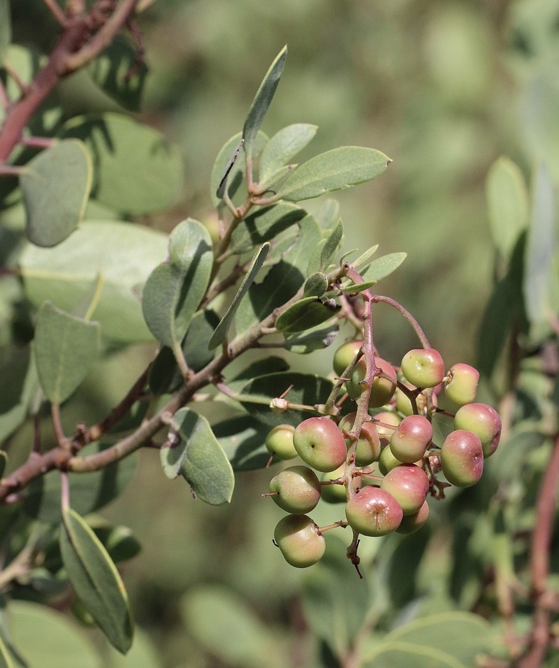 Arctostaphylos manzanita subsp. glaucescens photo 4