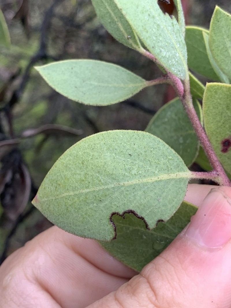 Arctostaphylos manzanita subsp. glaucescens photo 5