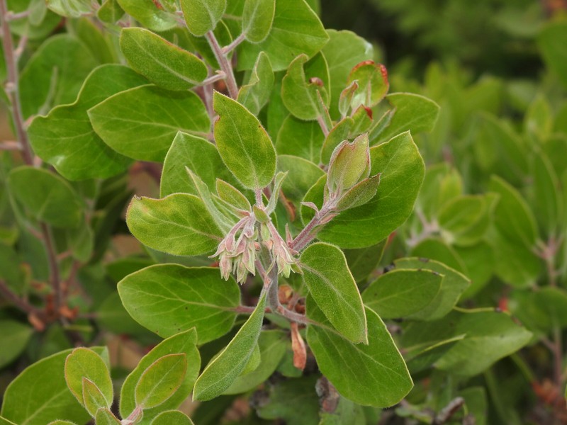 Arctostaphylos manzanita subsp. glaucescens photo 6