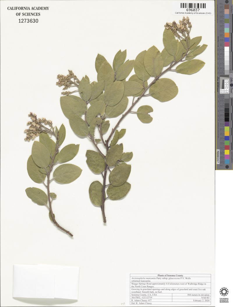 Arctostaphylos manzanita subsp. glaucescens photo 7