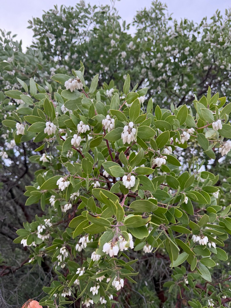 Arctostaphylos manzanita subsp. laevigata